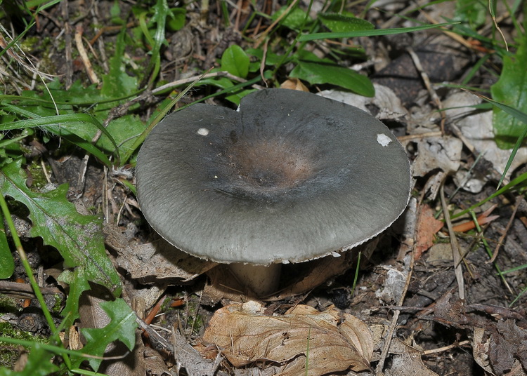 Russula parazurea